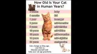 kitten growing up time lapse