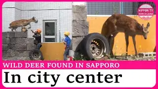 Wild deer stays in Hokkaido city center for fiver hours