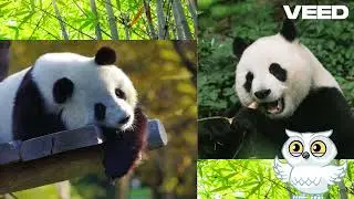 Tales from the Wild: Animated Animal Adventures