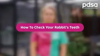 How To Check Your Rabbit's Teeth | Pet Health Advice