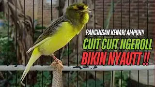 SUARA Kenari GACOR PANJANG Pancingan & masteran Kenari Paud AGAR gacor AMPUH Kenari MACET bunyii