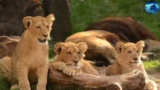 Amazon forest Wildlife & Tribes
