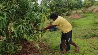 Abhilash Harvesting Mallika Mangoes || 📲 7013000139 ||