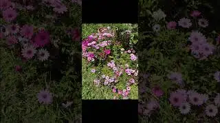 GATTI GATTINI & COMPANY -  BELLE CREATURE E FIORI #naturelovers  #naturalbeauty