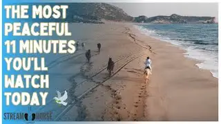 The Most Peaceful 11 Minutes You&rsquo;ll Watch Today 🕊️ Horses in Harmony with Nature