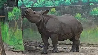 Rhino at Jawaharlal Nehru zoological park hyderabad #hyderabad #hyderabadtourism #zoologicalpark 