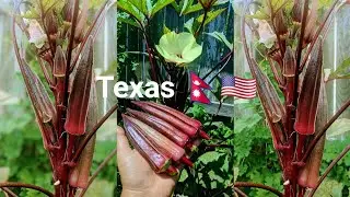 🙏Red okra From Our Organic Garden 🇳🇵🇺🇸 Texas
