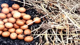 Roasting Eggs over an Open Fire in the Deep Forest | Primitive Cooking | Awal Food