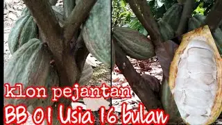 KLON BB 01, PEJANTAN TANGGUH ASAL SULAWESI, AMAZING.....!