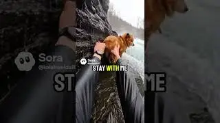 The dog almost died🔥||#dog#animals#dogvideo#viral