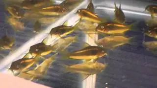 Aquarama 2013 Corydoras 1st Place