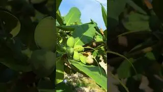 Buah ketapang bisa dimakan #ketapang