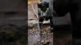 Is Panther your Totem Animal? #hype #spirituality #motivation #inspiring #spiritanimal