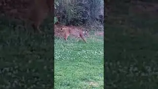 Iberian lynx meets cat on golf course in portugal (Lince ib&eacute;rico encontra gato em Portugal #animais