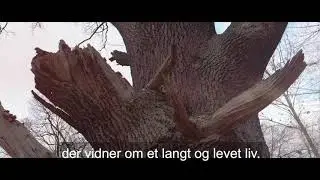 Ur&oslash;rt skov