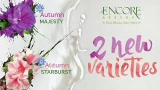 New Encore Azalea Varieties for Retail 2021 - Autumn Majesty&trade; and Autumn Starburst&trade;