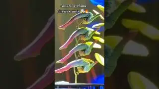 &ldquo;Ek Galti Aur Sab Khatam! 😨 World Ka Most Dangerous Circus 🎪Performance#viralvideo #viral #short