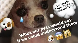If we could understand our pets this is what they would say 🐶😱🙀