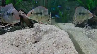 Red Head Tapajos Eartheater Geophagus and their fry - Mouth Brooding