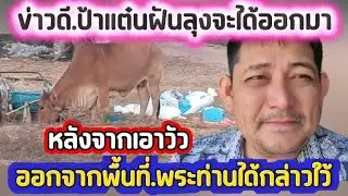 ข่าวดี.ป้าแต๋นฝันลุงจะได้ออกมา.หลังจากเอาวัวออกจากพื้นที่.พระท่านได้กล่าวใว้#ข่อยบอกเจ้าแล้ว 