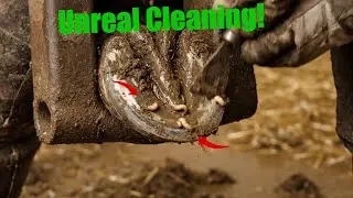Deep Horse Hoof Cleaning Compilation | Oddly Satisfying