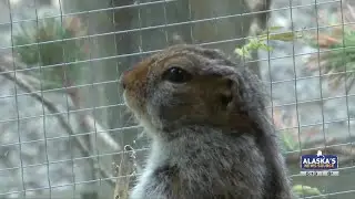 The Alaska Zoo&rsquo;s very own 'Grub' the Arctic Ground Squirrel predicts 6 more weeks of winter