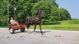 Saddlebred Dutch Cross