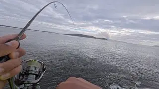 Fishing ULTRA Light Tackle Off The Rocks With Lures | Skippy, Herring and More!