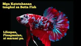 Ano ang Mga Katotohanan tungkol sa Betta Fish: Lifespan, Pinagmulan./Betta Fish Facts. 