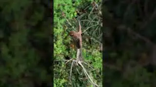 Falcons freeze mid-air to hunt their  prey#falcon #trendingshorts #ytshorts #viralvideo