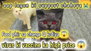 Mujh ap logo ki support chaheya😭🙏🏻 Best dry food for persian cat |cat vaccination price in Pakistan😱