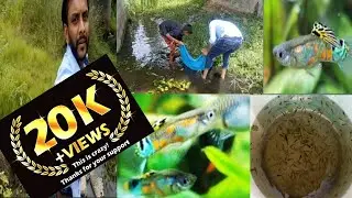 Catching guppy Fish in the Wild | Colour Full Fishes in River | wild Guppy Fishes