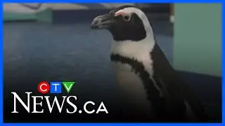 Tips to avoid slipping on ice from one of Edmonton's resident penguins