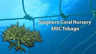 Coral Nursery Installation at ERIC Tobago