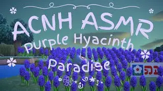 cozy nap in purple flower 🪻 paradise  |  animal crossing ambient for studying & relaxing