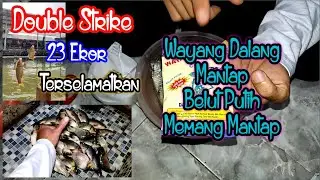 Umpan Ikan Mas | Wayang Dalang Mantap Belut Putih