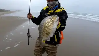 Monster Barred SurfPerch Catching at SunSet State Beach⛱