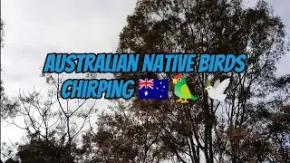 #66live Australian Native Birds Chirping 🇦🇺 🦜 🕊️