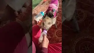 baby animals drinking milk #shorts