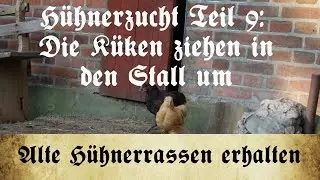 Zucht alter Hühnerrassen - Teil 9: Umzug der Küken in den Stall