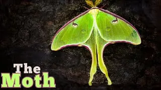Moth Camouflage: How Moths Use Patterns to Hide from Predators