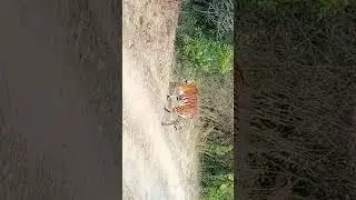 suddenly tiger comes on the road.