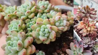 Rengarenk sukulentlerle balkon turu yapalım🌸 Sukulent Vlog 🌸#succulent #sukulent #aboneol