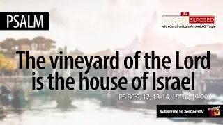 Psalm - The Vineyard of the Lord (Ps80)