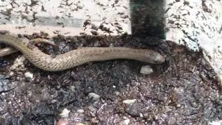 serpiente comiendo grillo