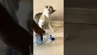 CAT PASSED-OUT IN DUBAI HEATWAVE 😨