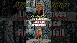 🌿 Lion & Lioness Experience First Winter Snowfall @LMNBSnature