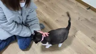 かまってもらいたいぽこちん王子