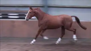 Maranja (Zardando x Negro)