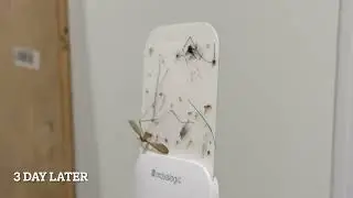Keep Insects outside of your house: Fly and Bugs Trap